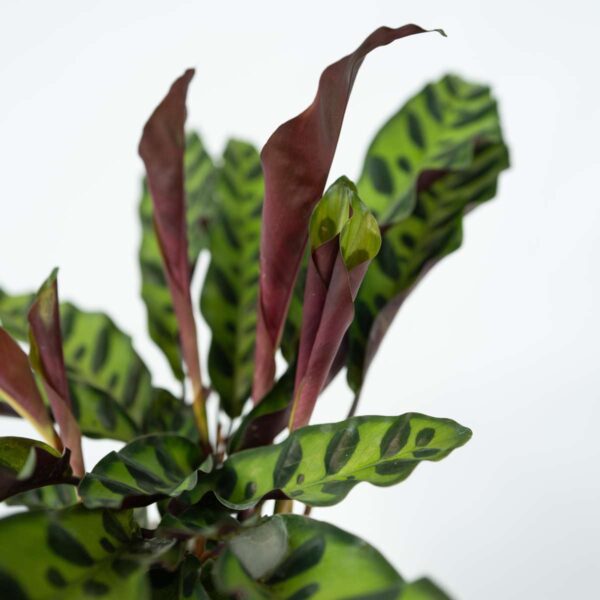 Calathea Insignis - Marantaceae – Image 6