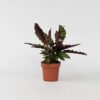 Calathea Insignis - Marantaceae – Image 7