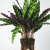 Calathea Insignis - Marantaceae – Image 8