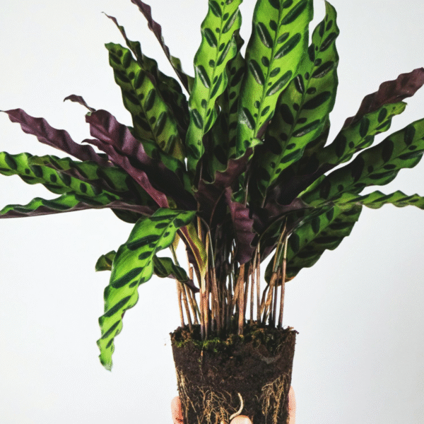 Calathea Insignis - Marantaceae – Image 8