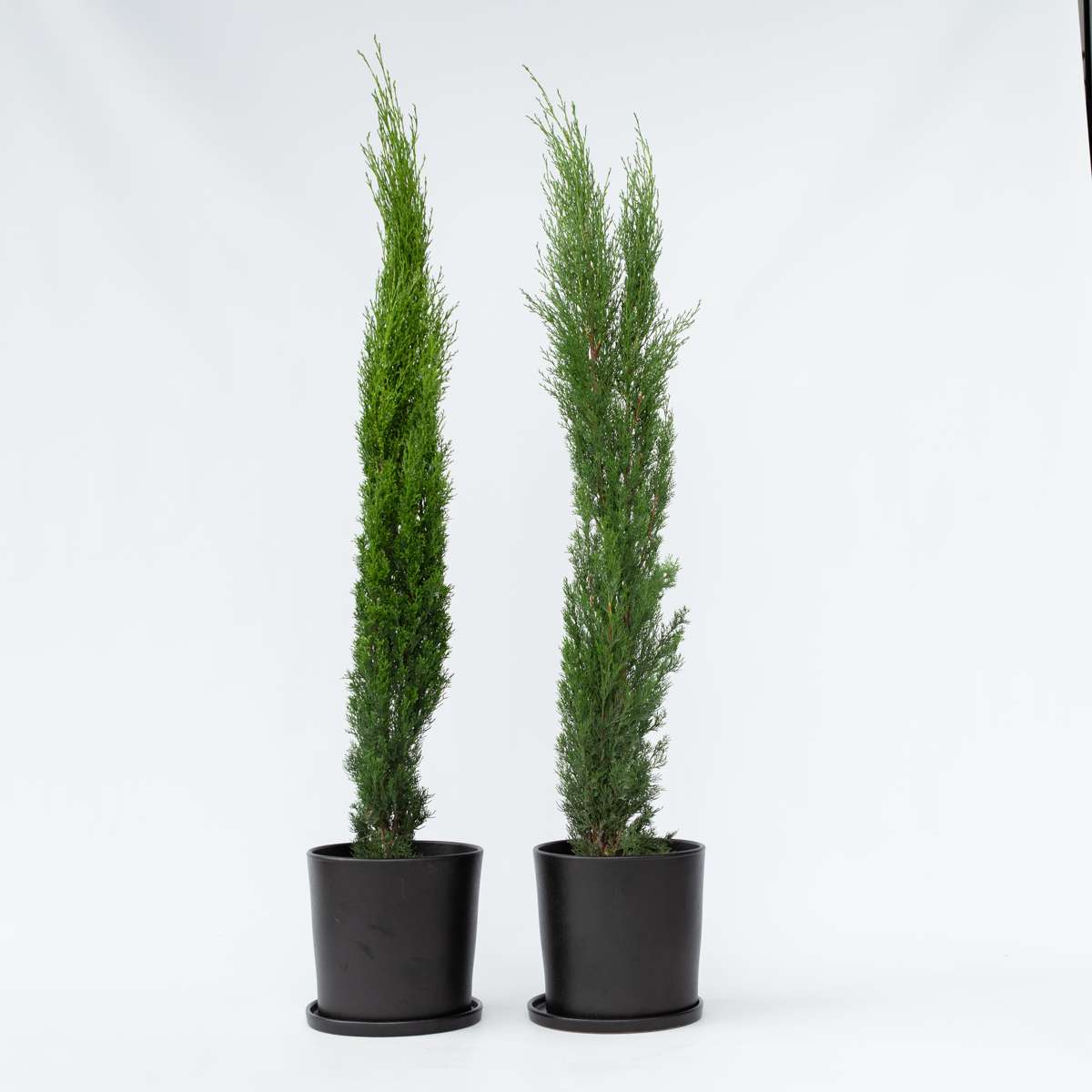 Cupressus Sempervirens – par 2pc – Cipret