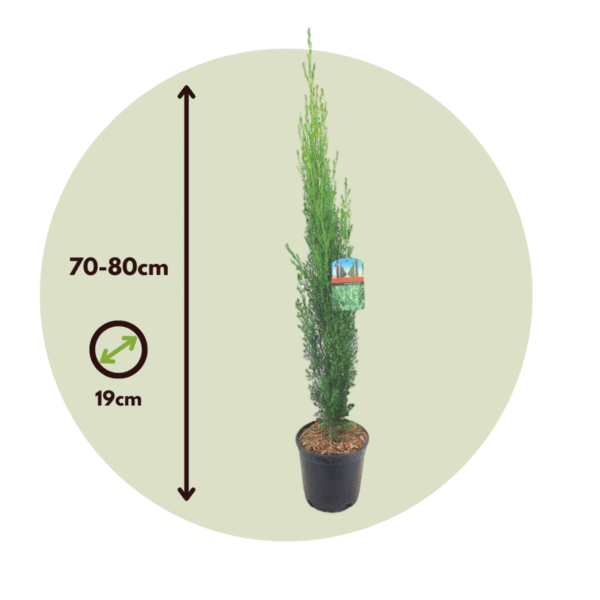 Cupressus Sempervirens - par 2pc - Cipret – Image 3