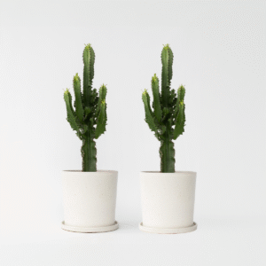 Euphorbia Eritrea - Set Van 2 - Cowboycactus