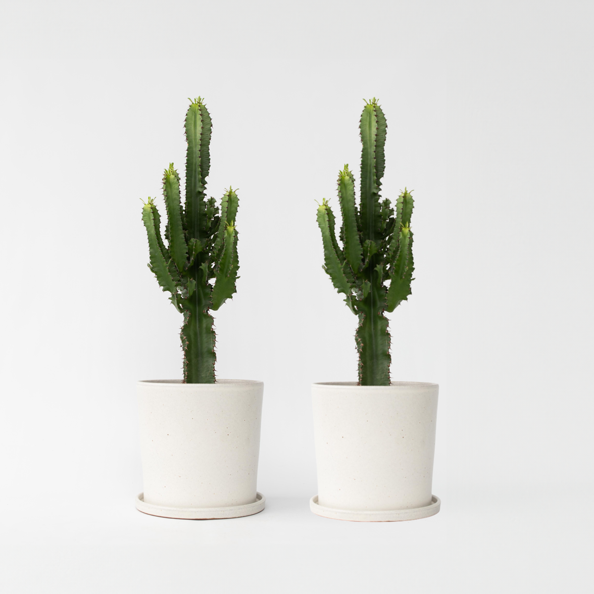 Euphorbia Eritrea – Set Van 2 – Cowboycactus
