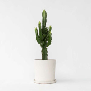 Euphorbia Ingens - Cowboycactus