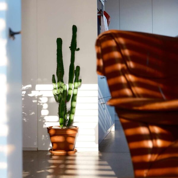 Euphorbia Ingens - Cowboycactus – Image 5