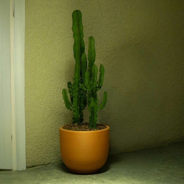 Euphorbia Ingens - Cowboycactus – Image 8
