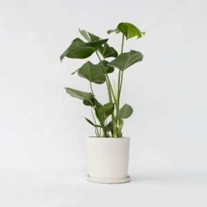 Monstera Deliciosa - 50 à 60cm
