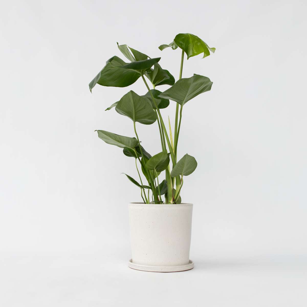 Monstera Deliciosa – 50 à 60cm