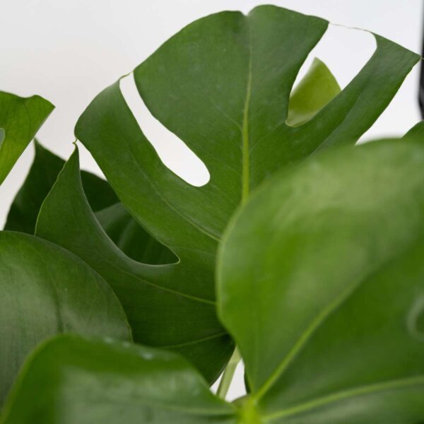 Monstera Deliciosa - 50 à 60cm – Image 10