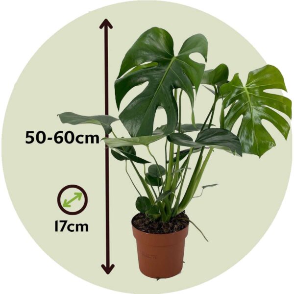 Monstera Deliciosa - 50 à 60cm – Image 3
