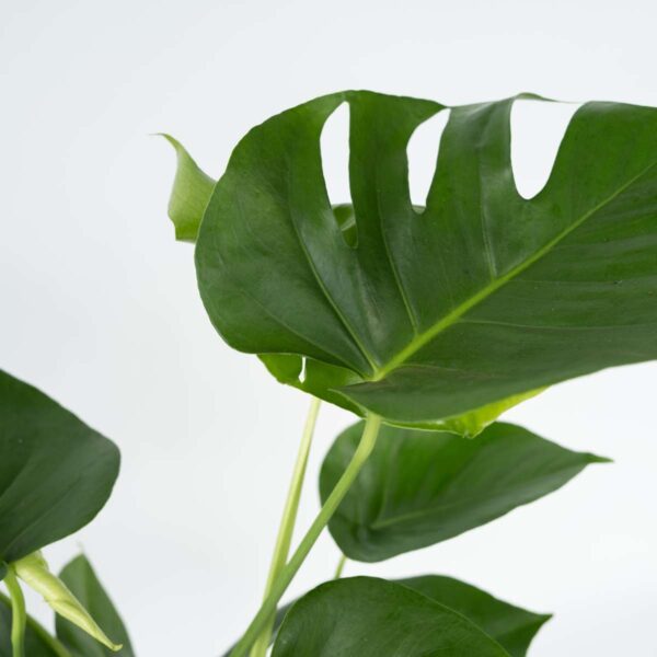 Monstera Deliciosa - 50 à 60cm – Image 6