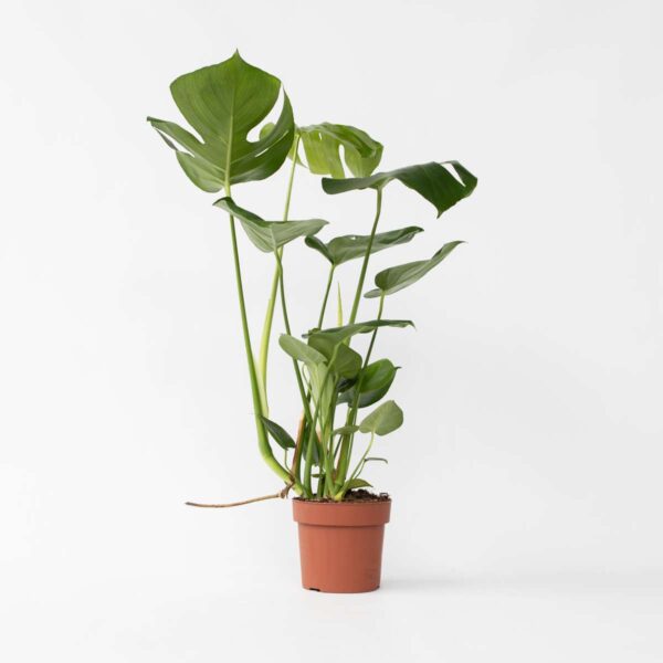 Monstera Deliciosa - 50 à 60cm – Image 7