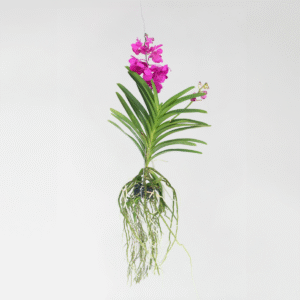 Vanda Orchidee 'Tayanee Cerise' - Creme-Wit