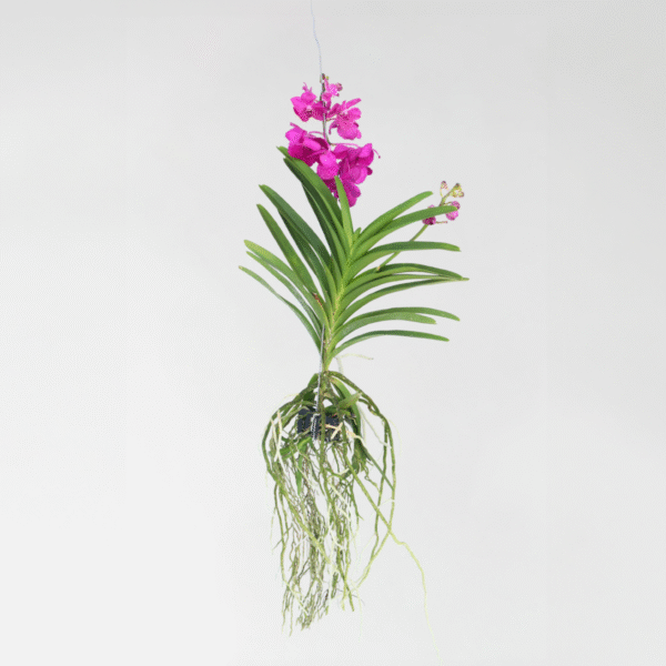 Vanda Orchidee 'Tayanee Cerise' - Creme-Wit