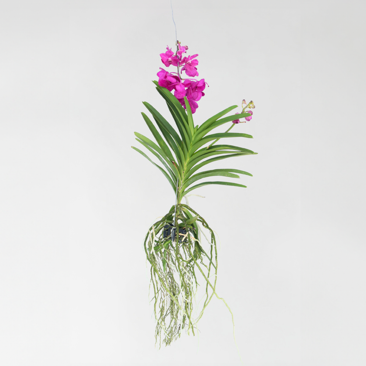 Vanda Orchidee ‘Tayanee Cerise’ – Creme-Wit