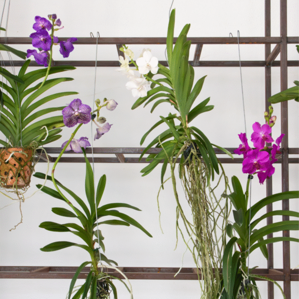 Vanda Orchidee 'Tayanee Cerise' - Creme-Wit – Image 2