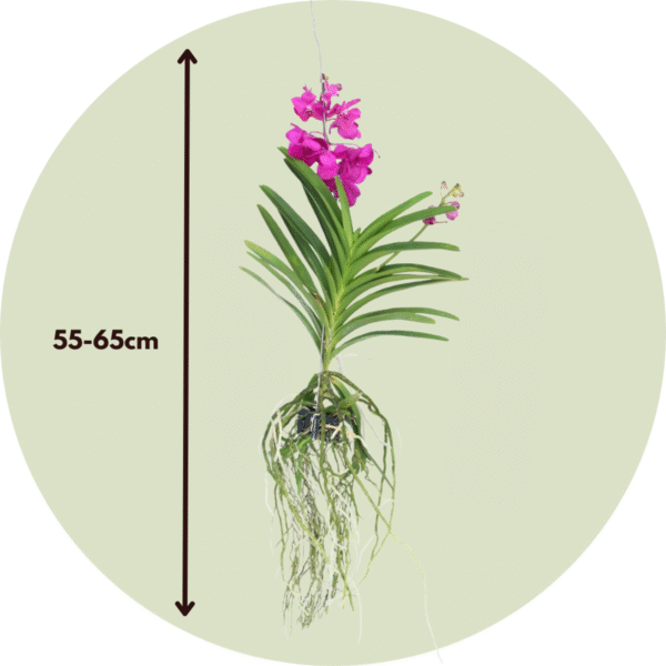 Vanda Orchidee 'Tayanee Cerise' - Creme-Wit – Image 3
