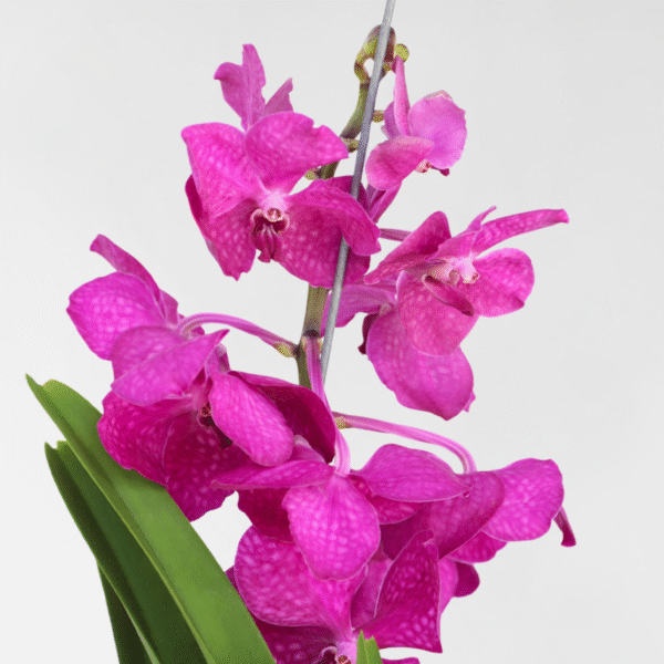 Vanda Orchidee 'Tayanee Cerise' - Creme-Wit – Image 4