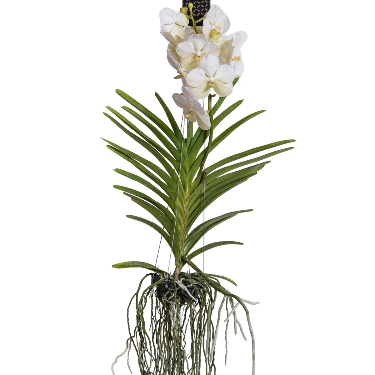 Vanda Orchidee – Wit – L