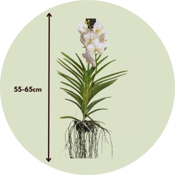 Vanda Orchidee - Wit - L – Image 3