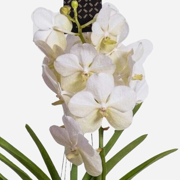Vanda Orchidee - Wit - L – Image 4