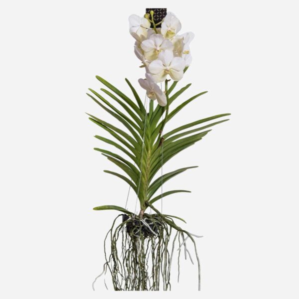 Vanda Orchidee - Wit - L – Image 5
