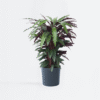 Calathea 'Wavestar' Xl - 85 à 95cm coup de coeur