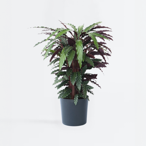 Calathea 'Wavestar' Xl - 85 à 95cm coup de coeur