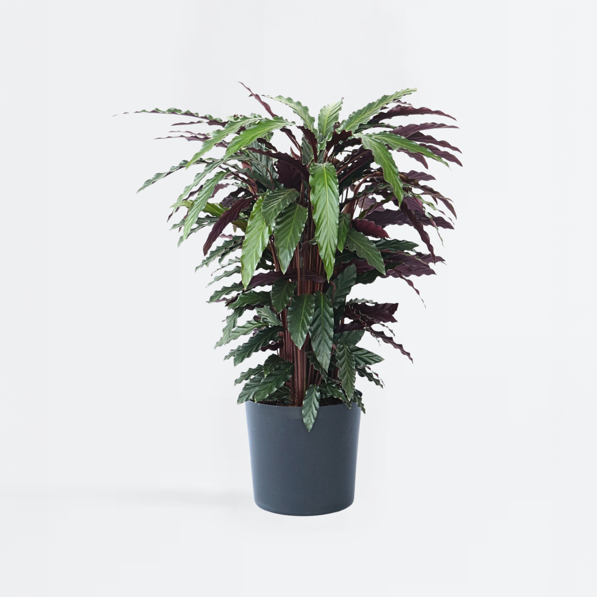 Calathea ‘Wavestar’ Xl – 85 à 95cm coup de coeur