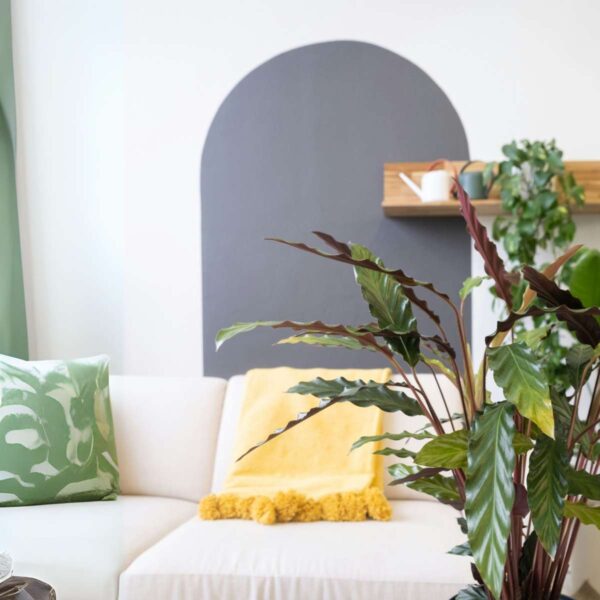 Calathea 'Wavestar' Xl - 85 à 95cm coup de coeur – Image 2