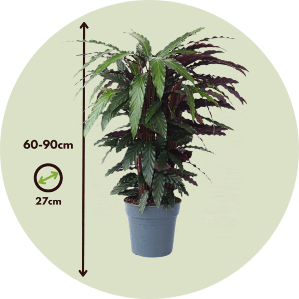 Calathea 'Wavestar' Xl - 85 à 95cm coup de coeur – Image 3