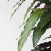 Calathea 'Wavestar' Xl - 85 à 95cm coup de coeur – Image 4