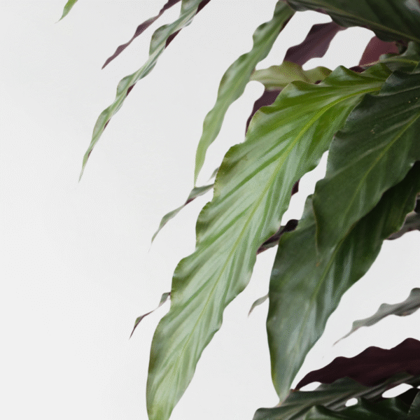Calathea 'Wavestar' Xl - 85 à 95cm coup de coeur – Image 4