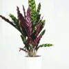 Calathea 'Wavestar' Xl - 85 à 95cm coup de coeur – Image 5