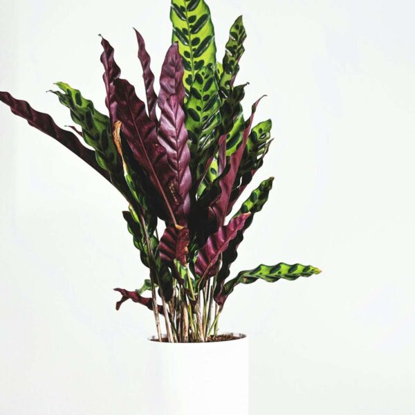 Calathea 'Wavestar' Xl - 85 à 95cm coup de coeur – Image 5