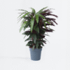 Calathea 'Wavestar' Xl - 85 à 95cm coup de coeur – Image 6