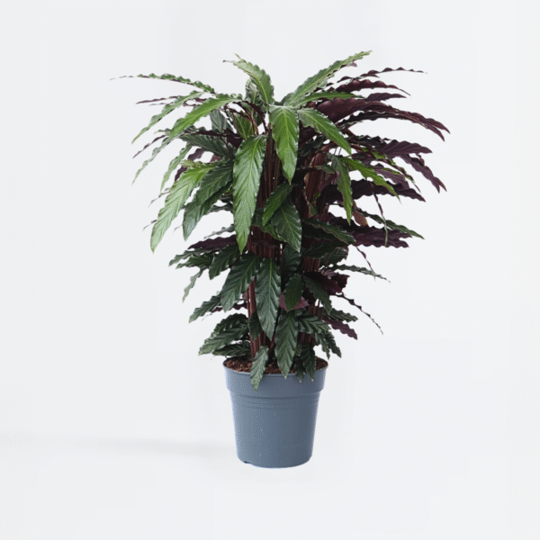 Calathea 'Wavestar' Xl - 85 à 95cm coup de coeur – Image 6