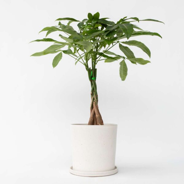 Pachira Aquatica 'Geldboom'