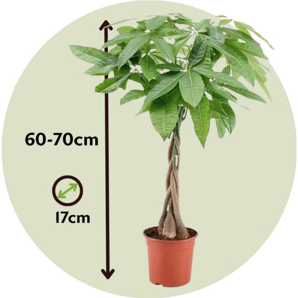 Pachira Aquatica 'Geldboom' – Image 3