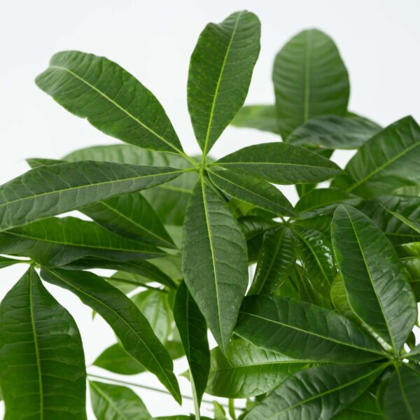 Pachira Aquatica 'Geldboom' – Image 4