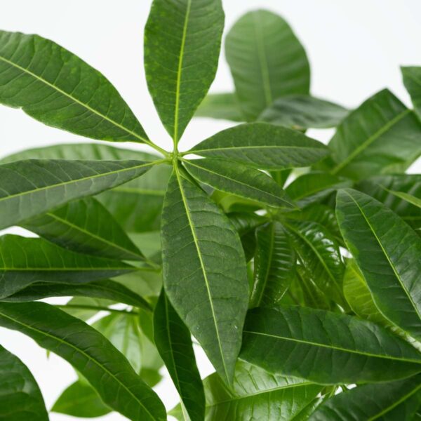 Pachira Aquatica 'Geldboom' – Image 6