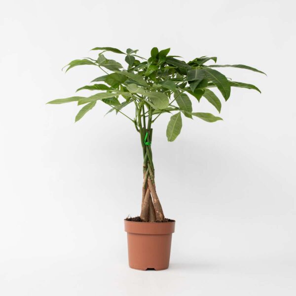 Pachira Aquatica 'Geldboom' – Image 7