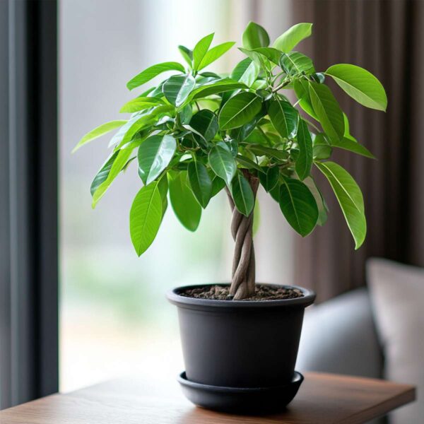 Pachira Aquatica 'Geldboom' – Image 9