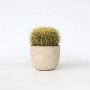 Echinocactus Grusonii - Cactus