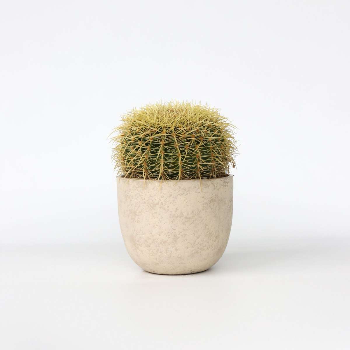 Echinocactus Grusonii – Cactus