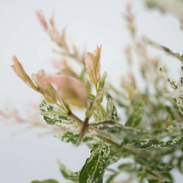 Salix Flamingo - Bonte Wilg – Image 4