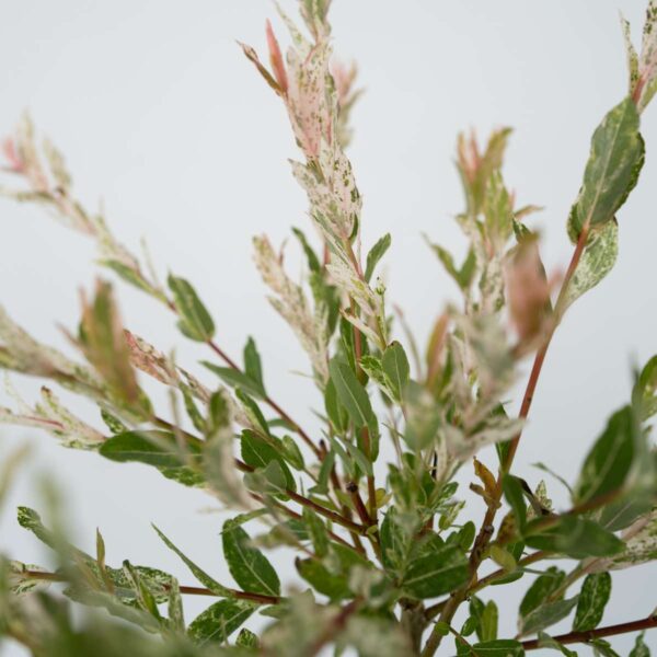 Salix Flamingo - Bonte Wilg – Image 6