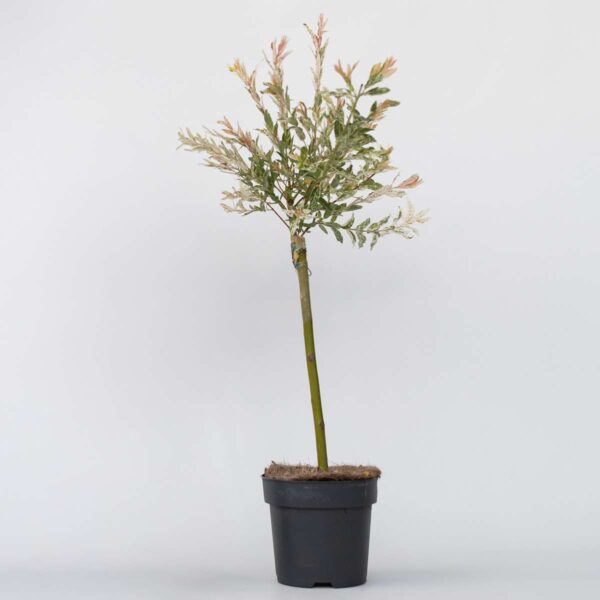 Salix Flamingo - Bonte Wilg – Image 7