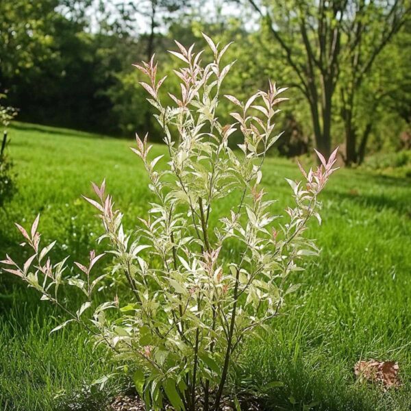 Salix Flamingo - Bonte Wilg – Image 9